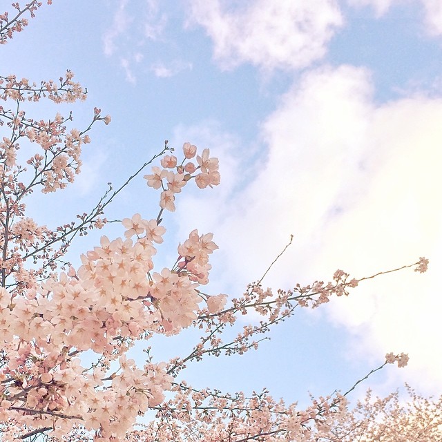  今日も暖かかった仙台。桜、一気に咲き誇りました。